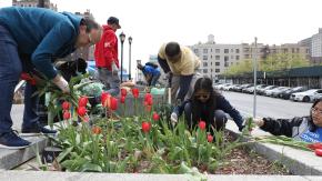 Community members planting flowers on the sidewalk for Bronx Community Solutions Earth Day event.