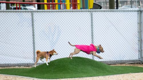 Two dogs jump over a turf mound at the Castle Hill Houses' new dog park in the Bronx.