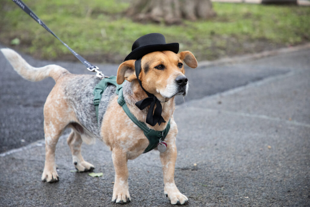 NYC Dog Mayor Simon on a leash with a top hat in new dog park