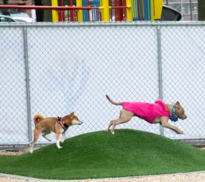 Two dogs jump over a turf mound at the Castle Hill Houses' new dog park in the Bronx.
